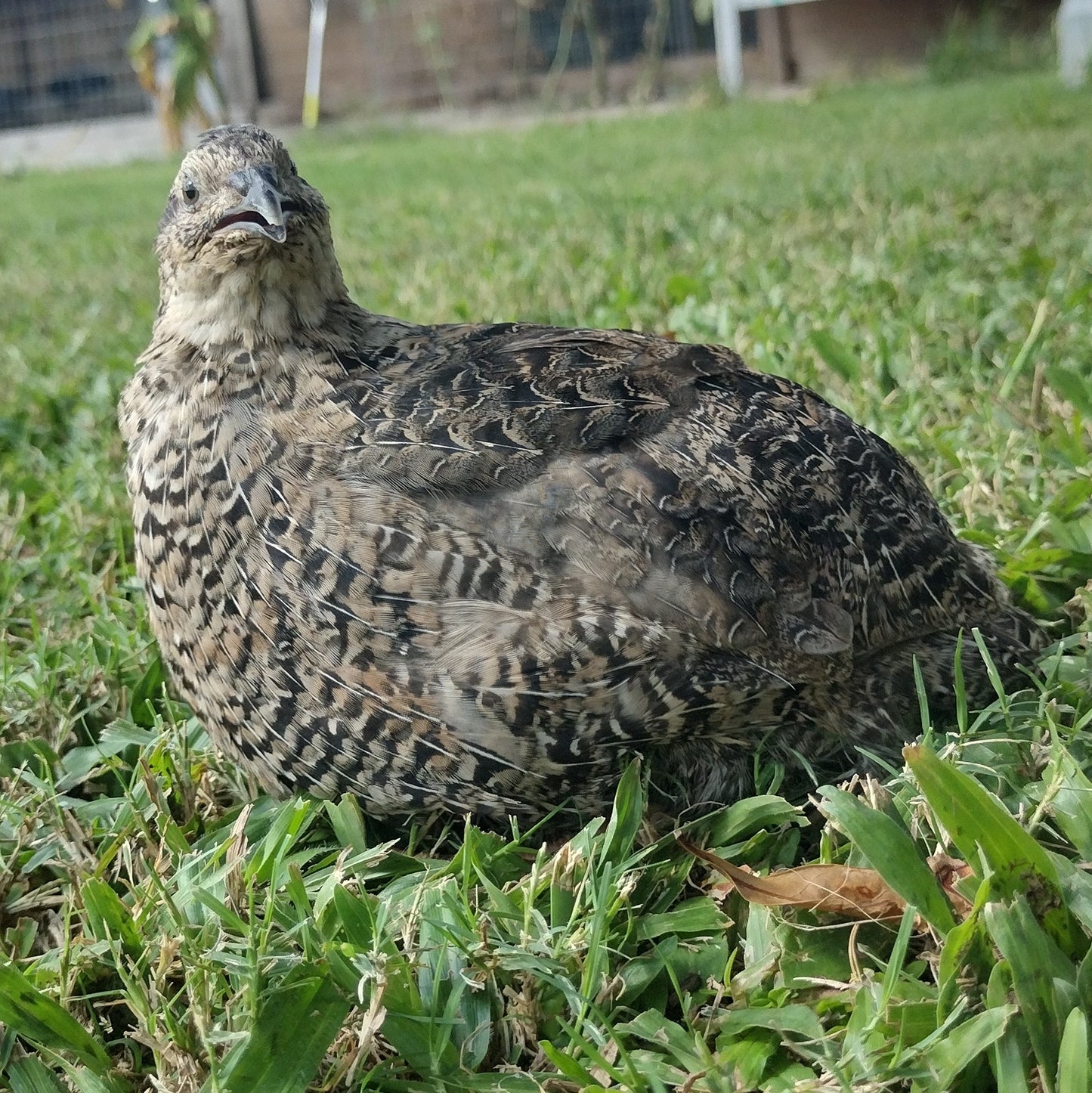 The Fee Collection Hatching Eggs