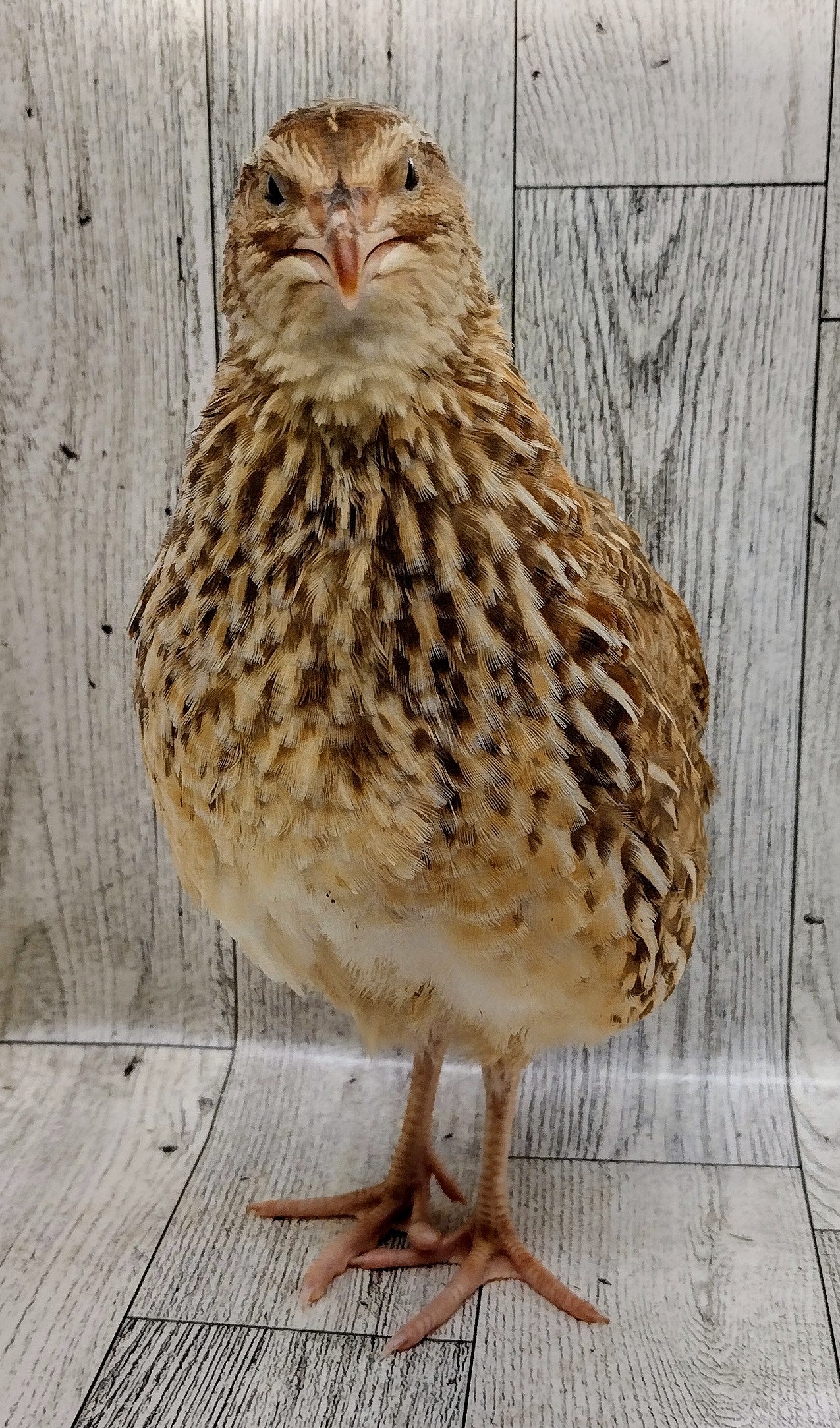 Feather Sexable Jumbo Mix- Wild, Italian and Egyptian Hatching Eggs