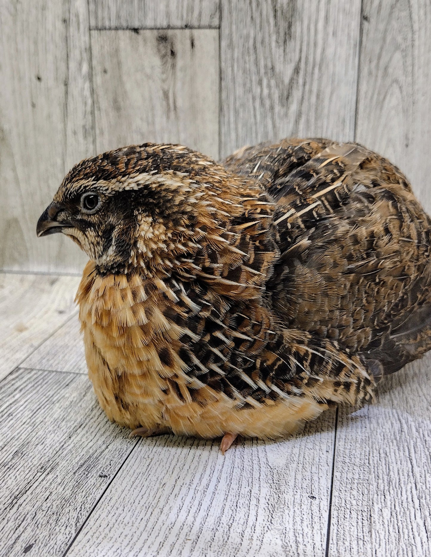 Jumbo Sex Link Hatching eggs