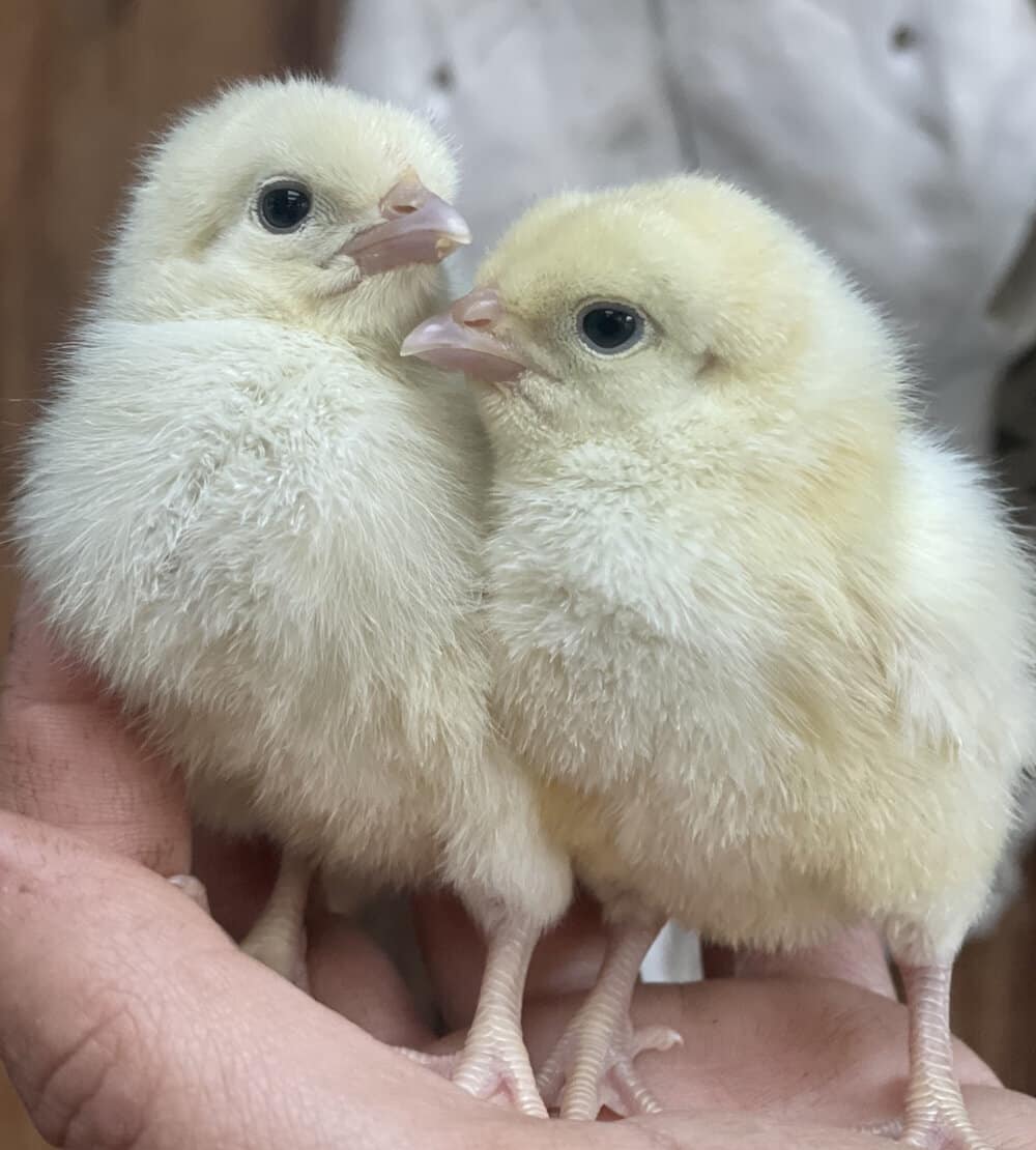 White American Bresse Chicks Straight Run