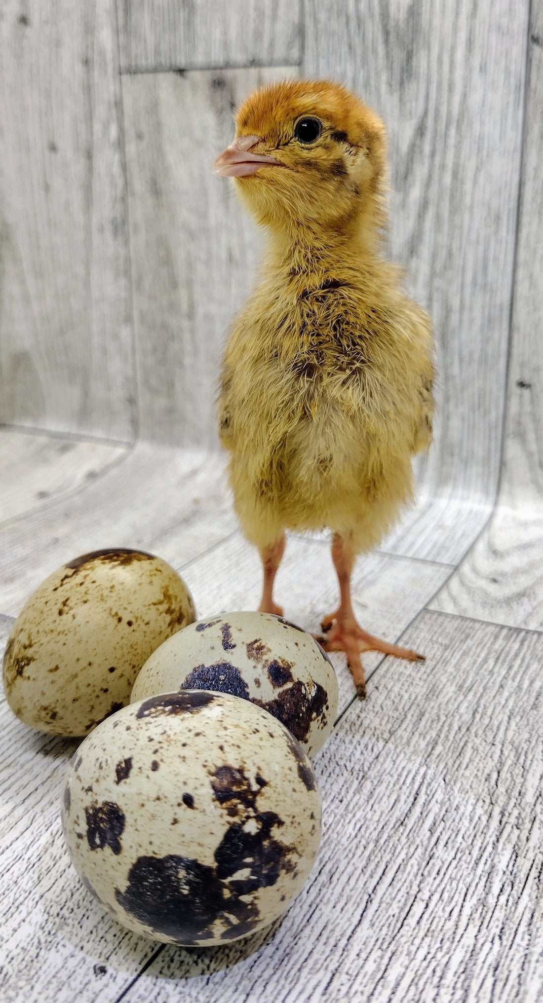 Raising Quail for Beginners – Guidroz Family Farm