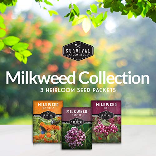 Milkweed Seed Collection – Common, Butterfly, and Rose Milkweed for Monarch Support