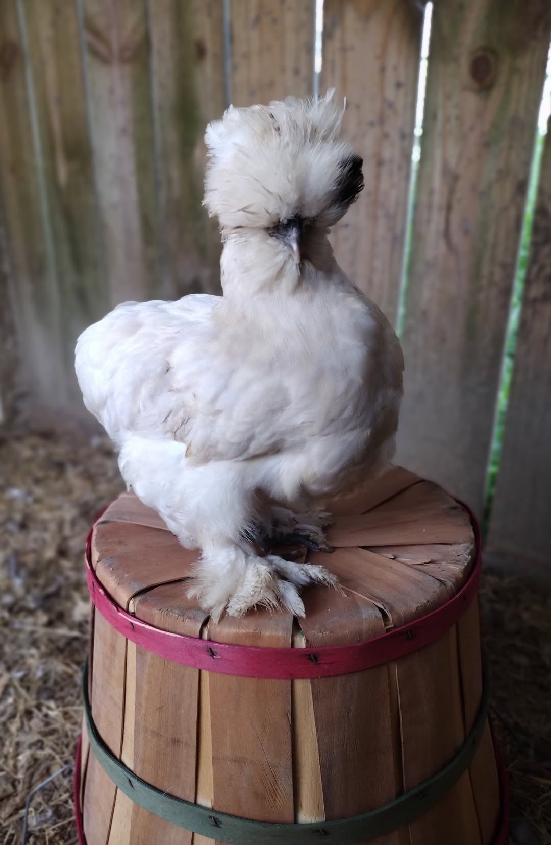 Silkie Hatching Eggs- Hens Choice