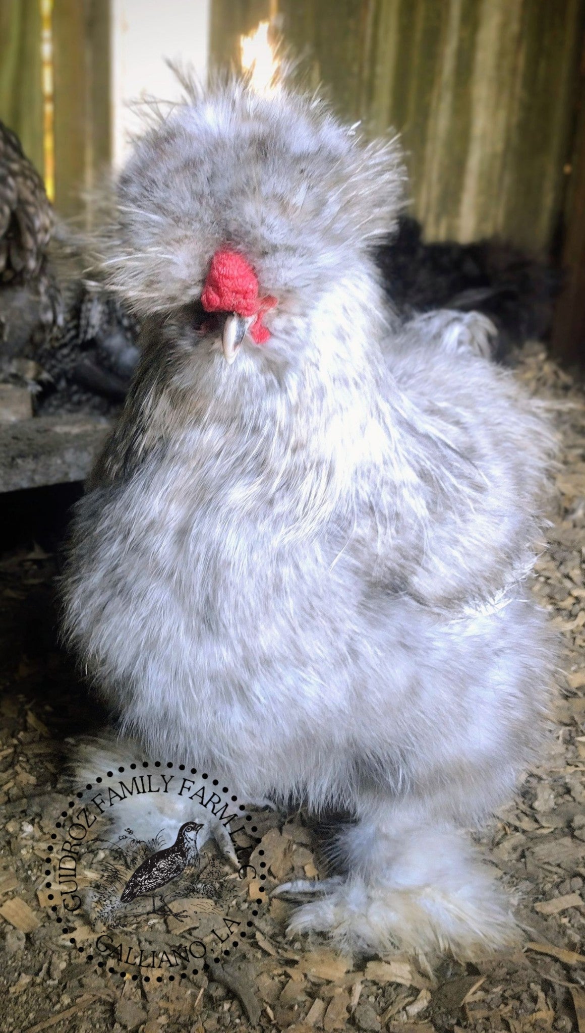 Silkie Hatching Eggs- Hens Choice