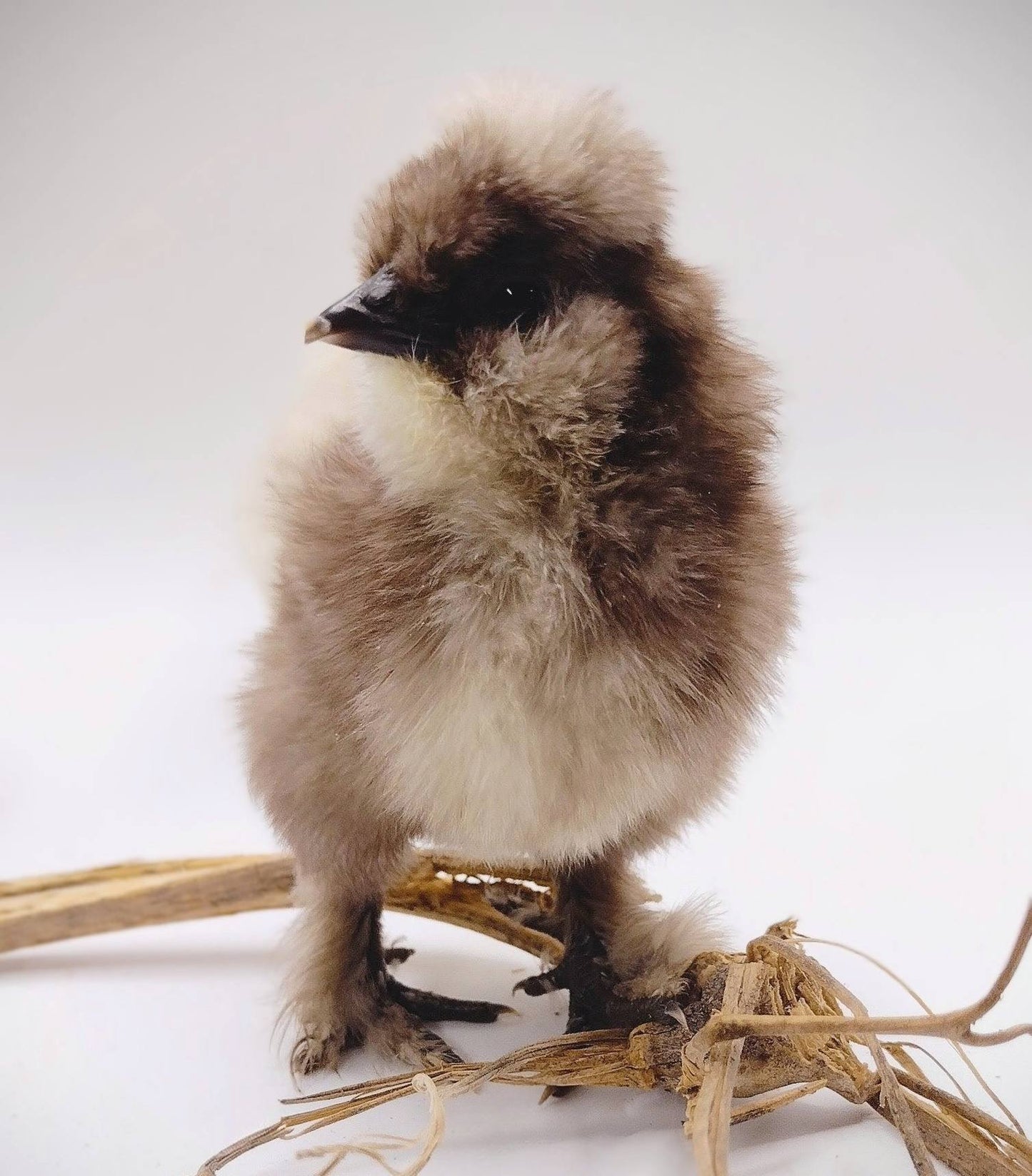 Silkie Hatching Eggs- Hens Choice