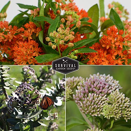 Milkweed Seed Collection – Common, Butterfly, and Rose Milkweed for Monarch Support