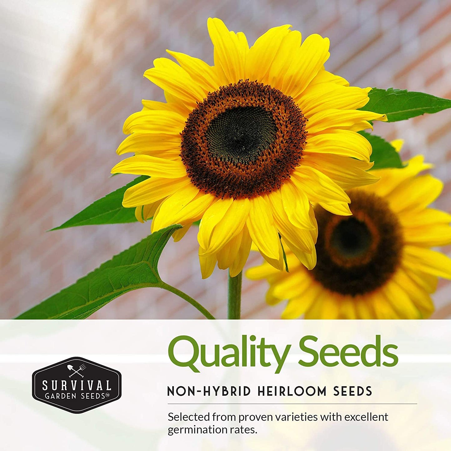 Edible Sunflower Seeds Collection – Mammoth & Black Russian Heirloom Non-GMO Varieties for Roasting, Bird Feed & Towering Garden Displays
