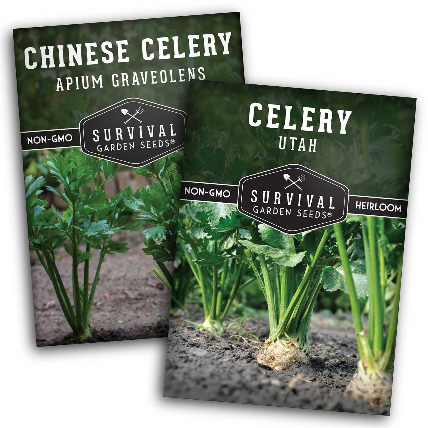 Celery Seed Collection – Utah Celery & Chinese Celery for Flavorful, Productive Gardens