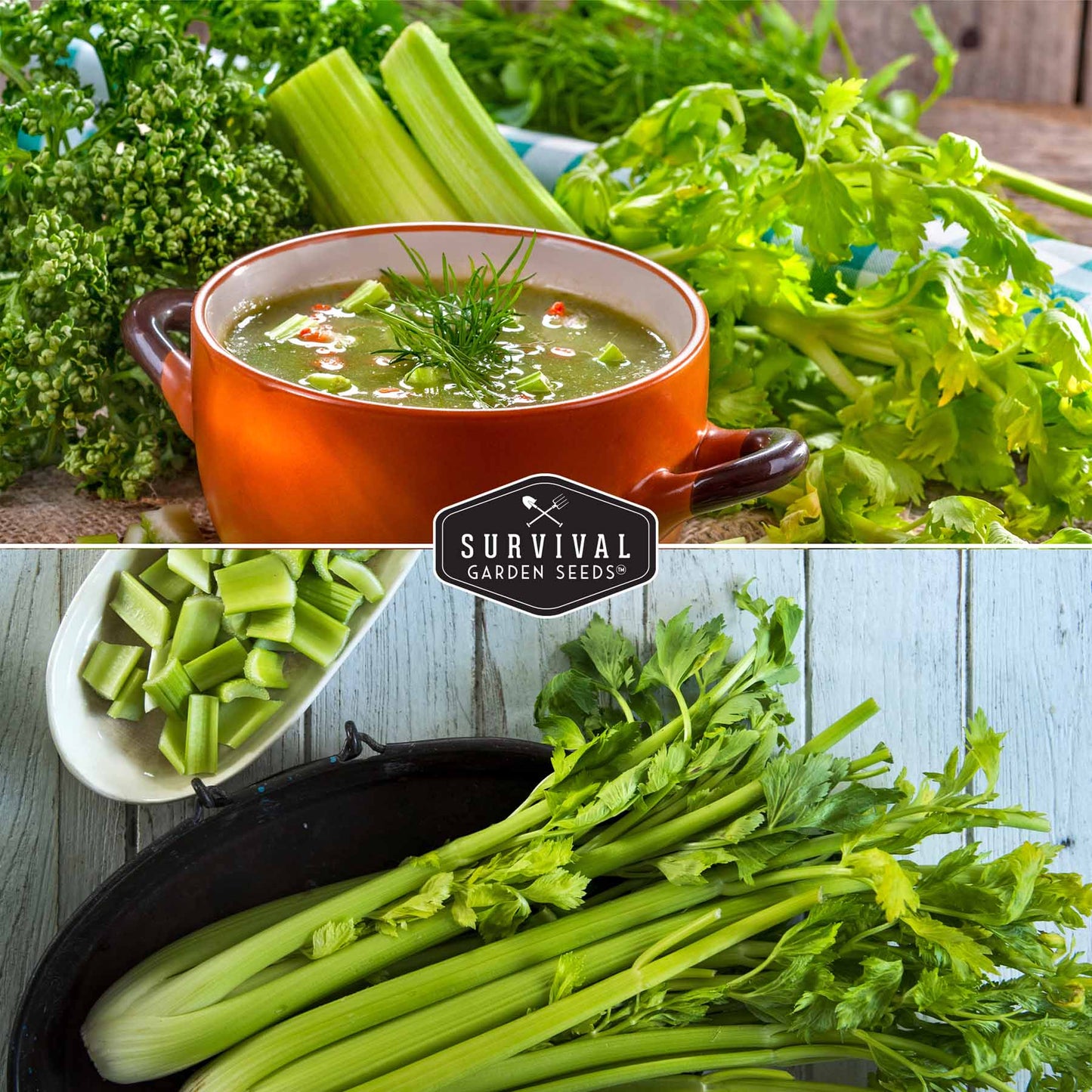 Celery Seed Collection – Utah Celery & Chinese Celery for Flavorful, Productive Gardens