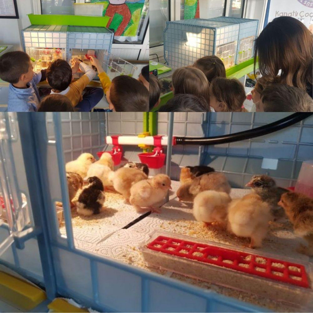 Chick Brooder - 2 Section H:15" (Starter Kit for Chickens, Turkeys, Ducks)