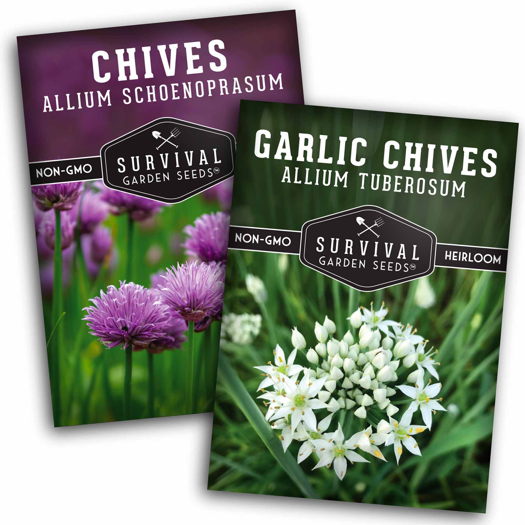 Chive Seed Collection – Common Chives & Garlic Chives for Flavorful, P ...