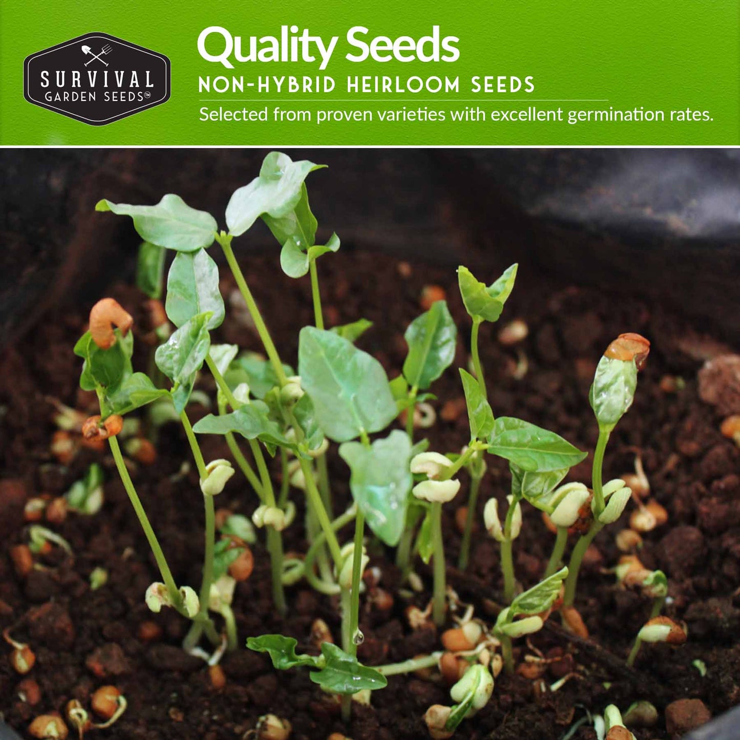 Cowpea Seed Collection – Black-Eyed Peas & Knuckle Purple Hull Cowpeas for Warm-Season, High-Nutrition Gardens