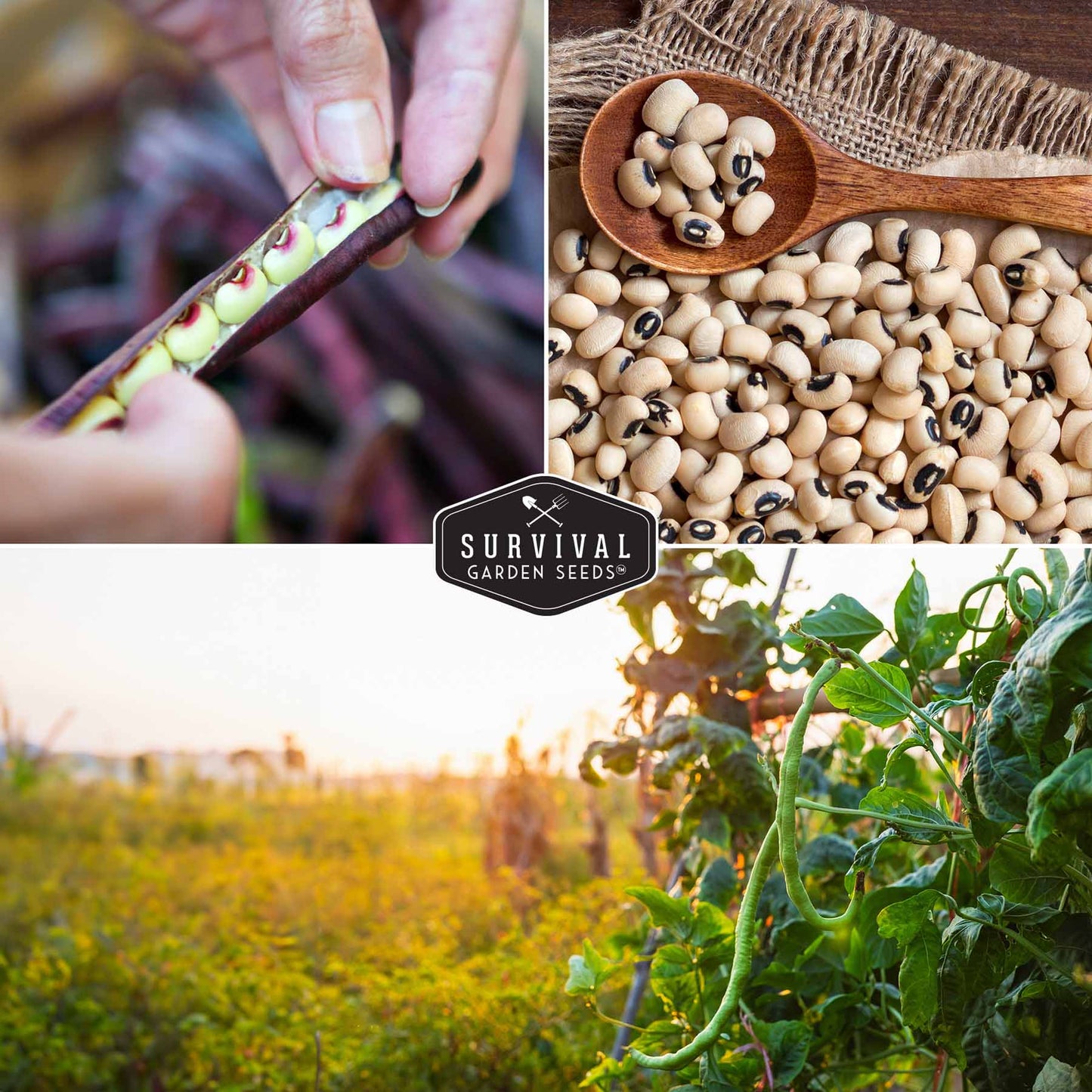 Cowpea Seed Collection – Black-Eyed Peas & Knuckle Purple Hull Cowpeas for Warm-Season, High-Nutrition Gardens