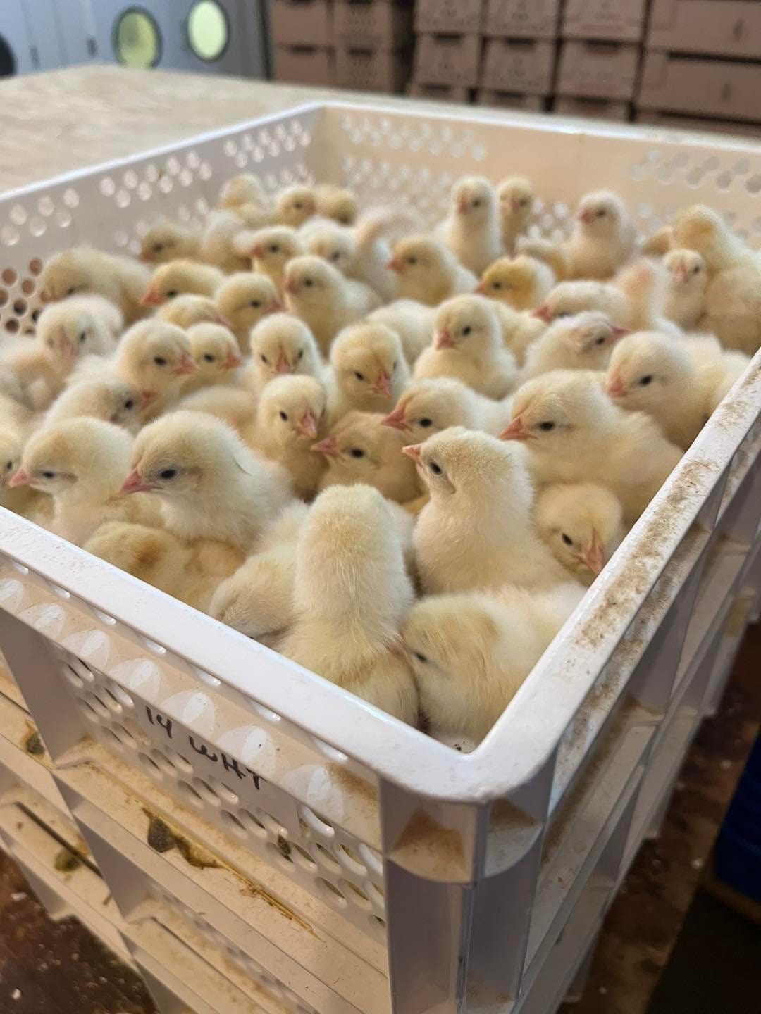 Surehatch® 2000 Egg Incubator and Hatcher Combo