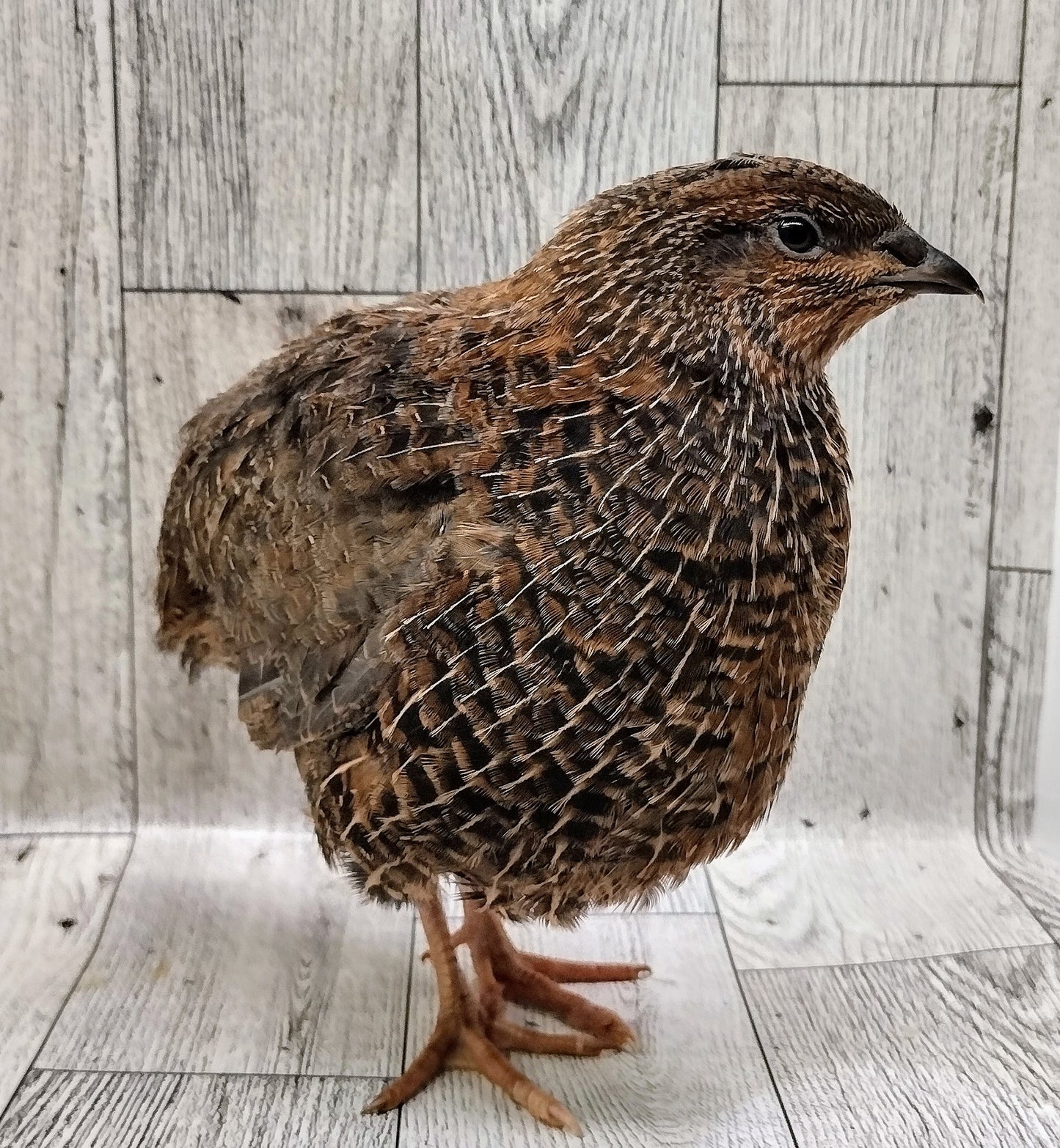 Rosetta and Tibetan Coturnix Hatching Eggs