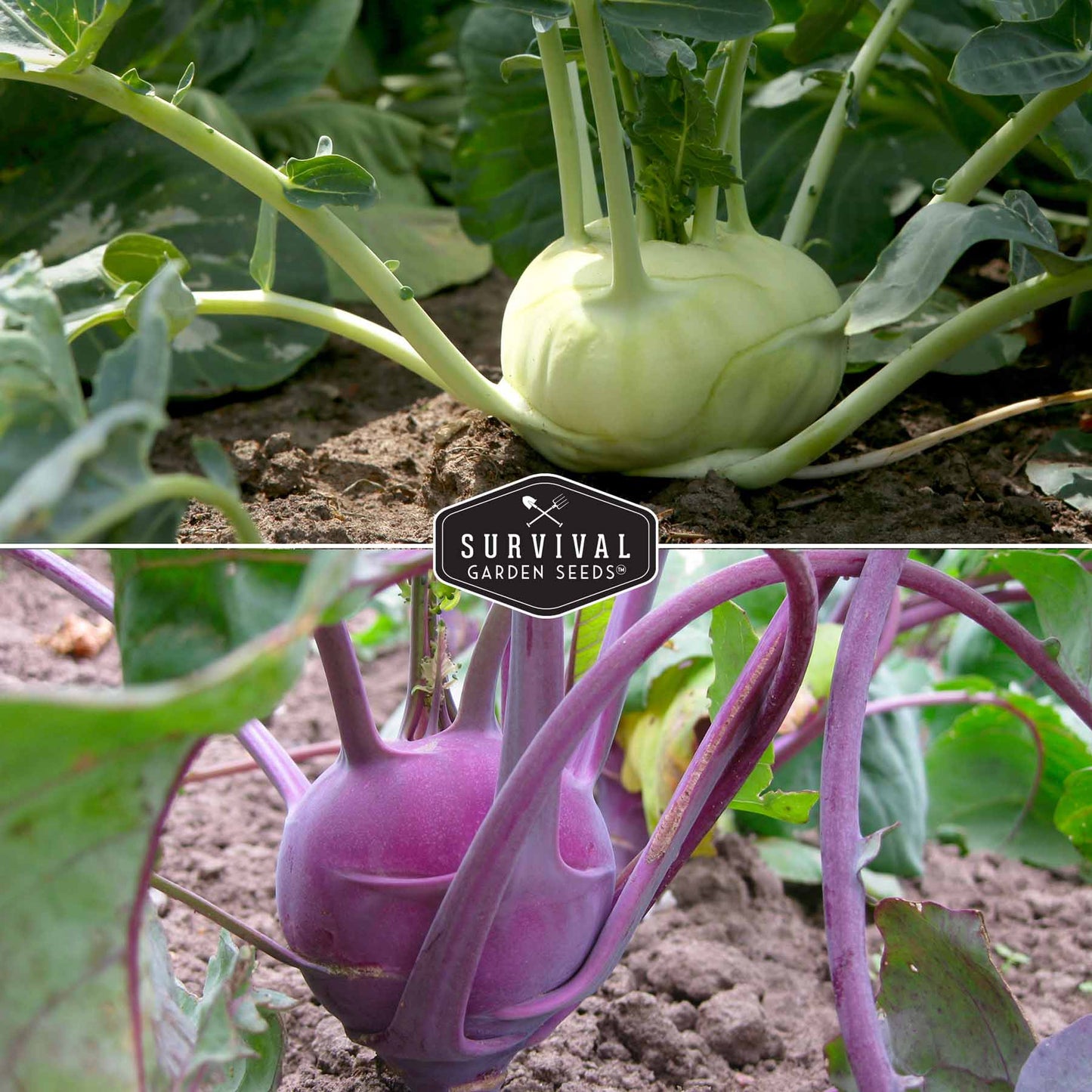 Purple & White Kohlrabi Seed Collection – Cool-Season Biennial Vegetables for Crisp, Mild, Turnip-Like Flavor