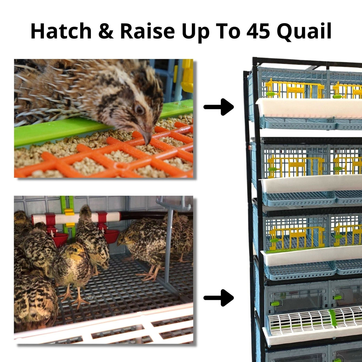 Quail Semi-Pro Kit