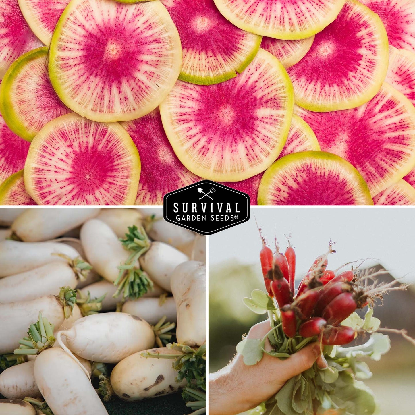 5 Variety Radish Seeds Pack – Heirloom Collection for Spring, Summer & Fall Gardens