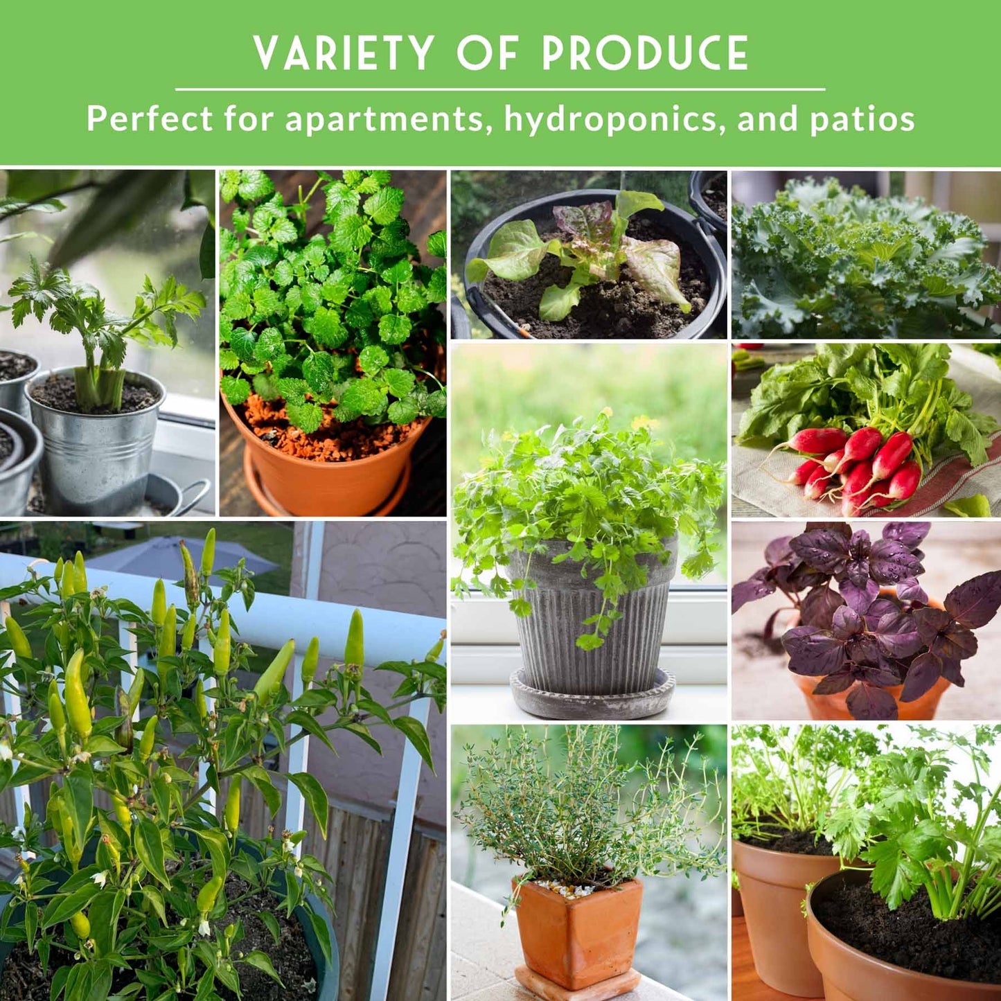 20 Variety Apartment Kit Seed Vault – Non-GMO Heirloom Seeds for Hydroponic & Indoor Small-Space Gardening