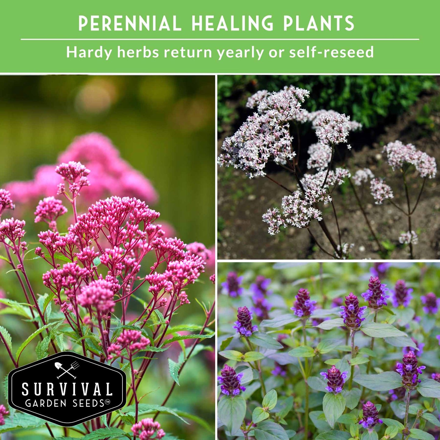 Herbalist Bundle – 8-Varieties of Heirloom Perennial & Biennial Healing Plants for Advanced Apothecary Gardens