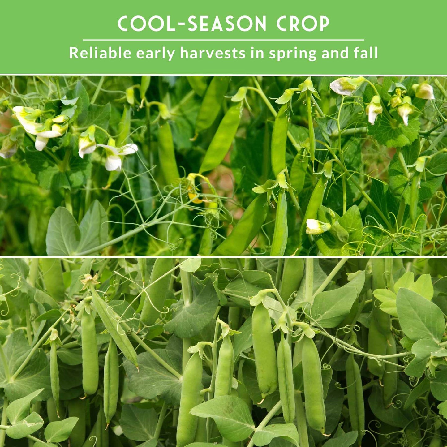 Sugar Pea Seed Collection – Oregon Sugar Pod II & Sugar Daddy Snap Peas for Crisp, Sweet Cool-Season Harvests