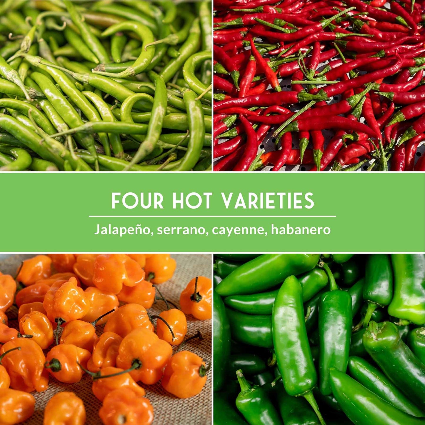 Hot Pepper Seed Collection – Heirloom Non-GMO 4-Variety Pack: Jalapeño, Serrano, Cayenne & Habanero Orange for Salsas, Sauces & Spicy Cooking