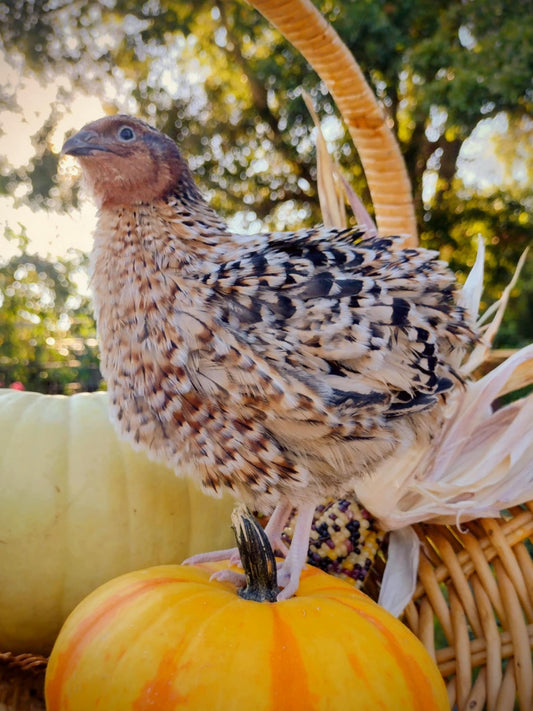 Jumbo Mix- Whites, Wild, Pearl, Pansy and Egyptian Hatching Eggs