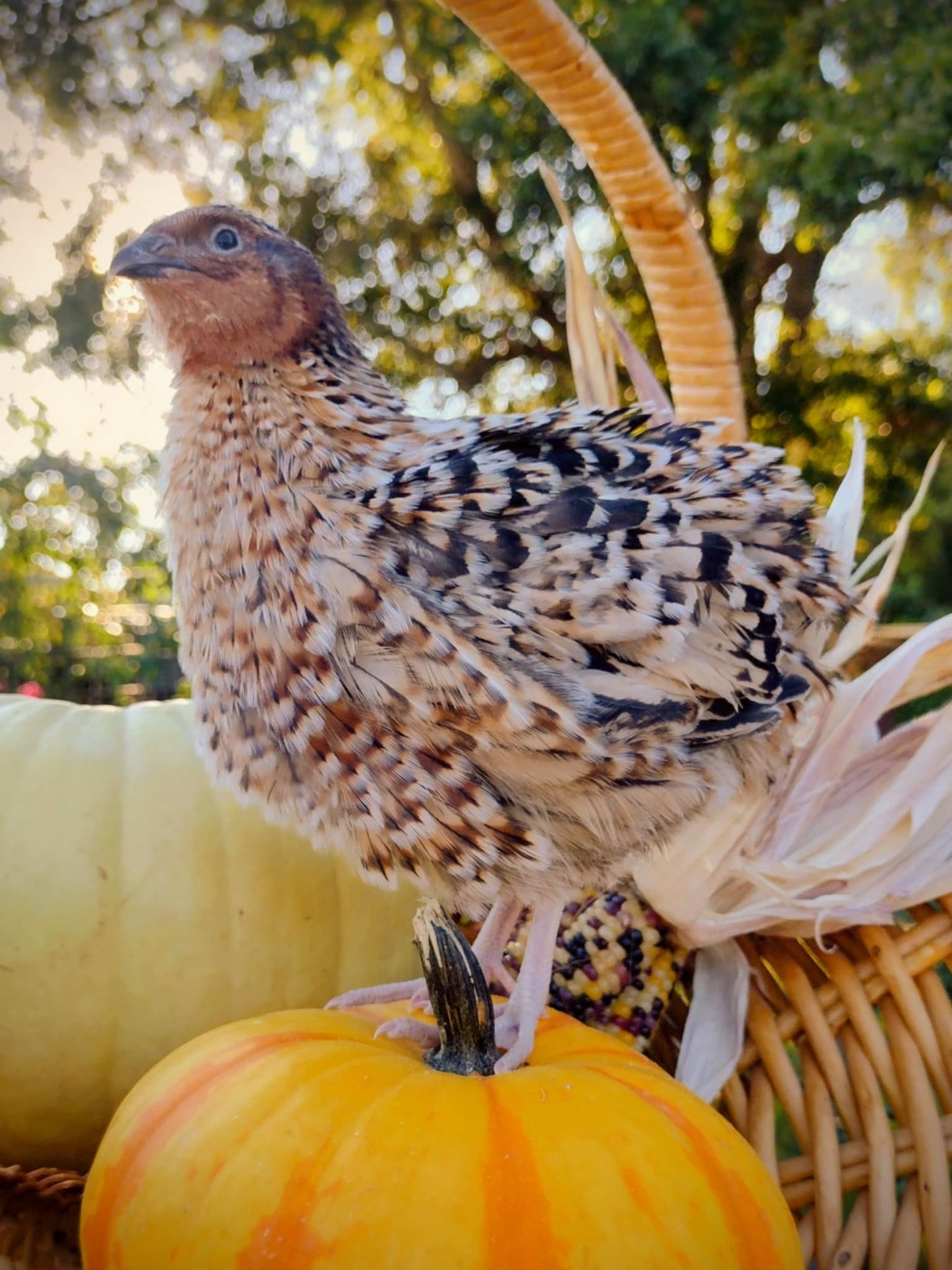 American Pansy hatching eggs