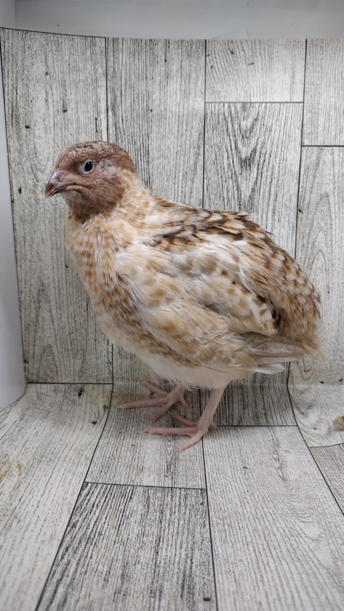 A fun mix of everything hatching eggs