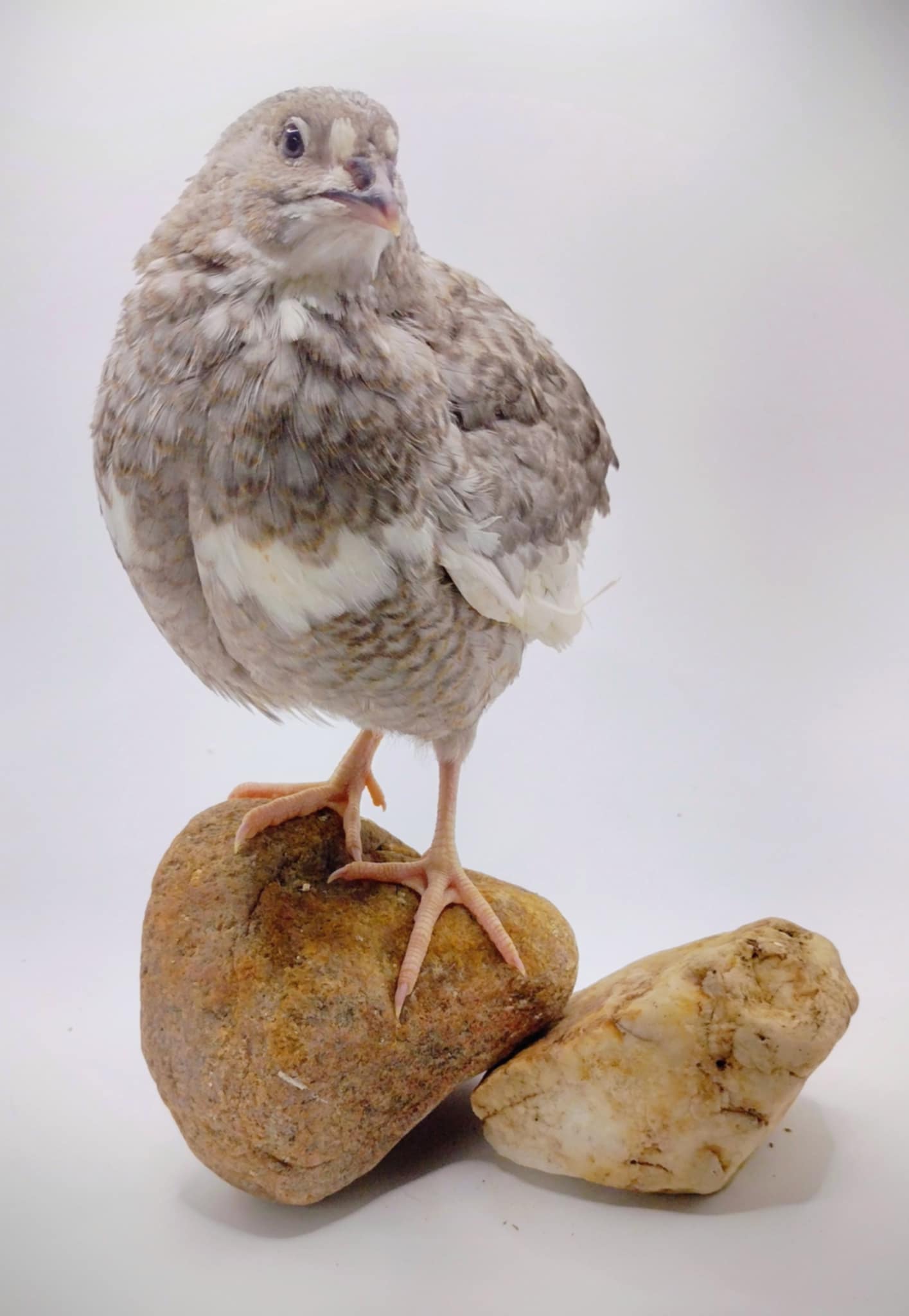 A fun mix of everything hatching eggs