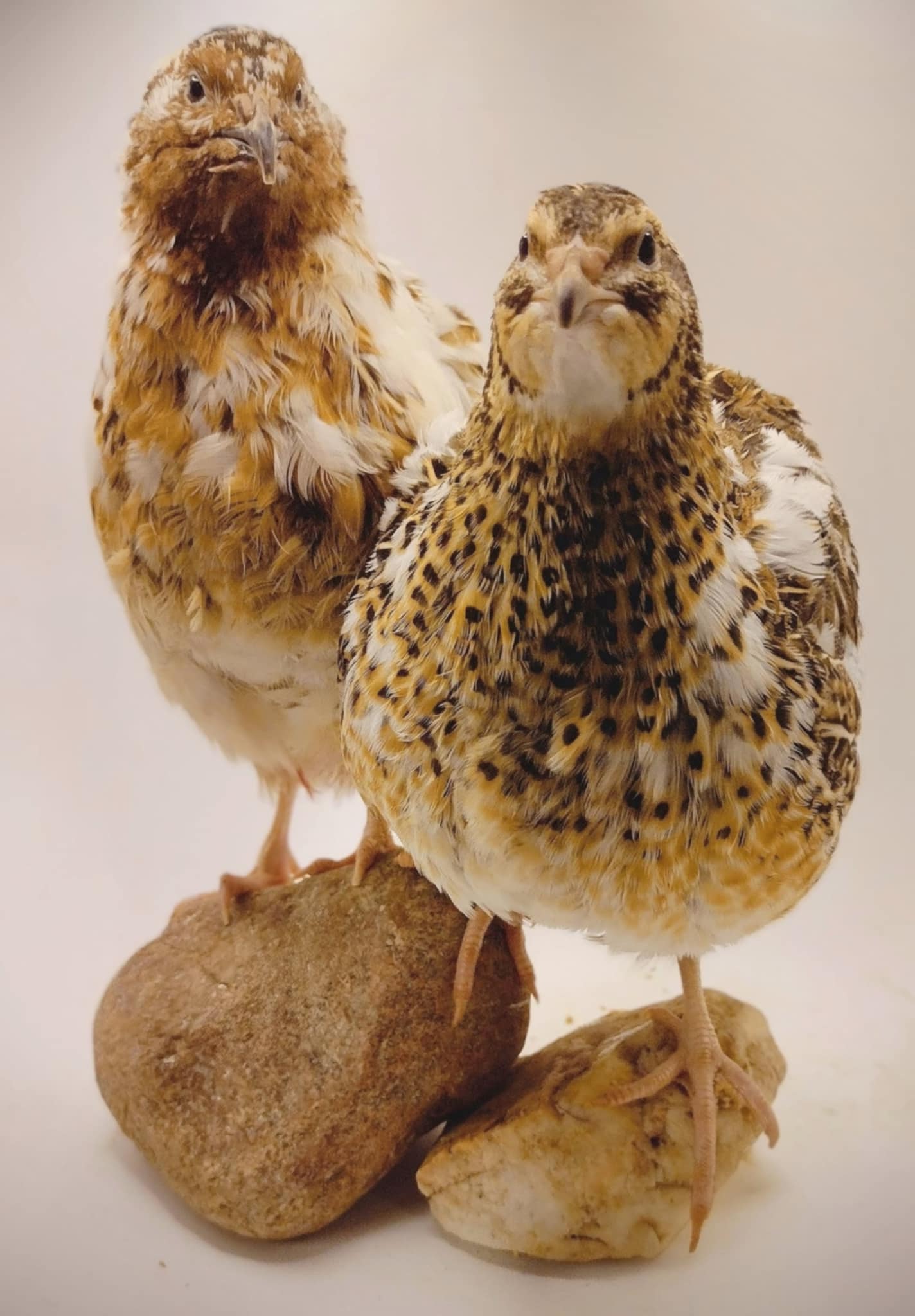 Jumbo Mix- Whites, Wild, Pearl, Pansy and Egyptian Hatching Eggs