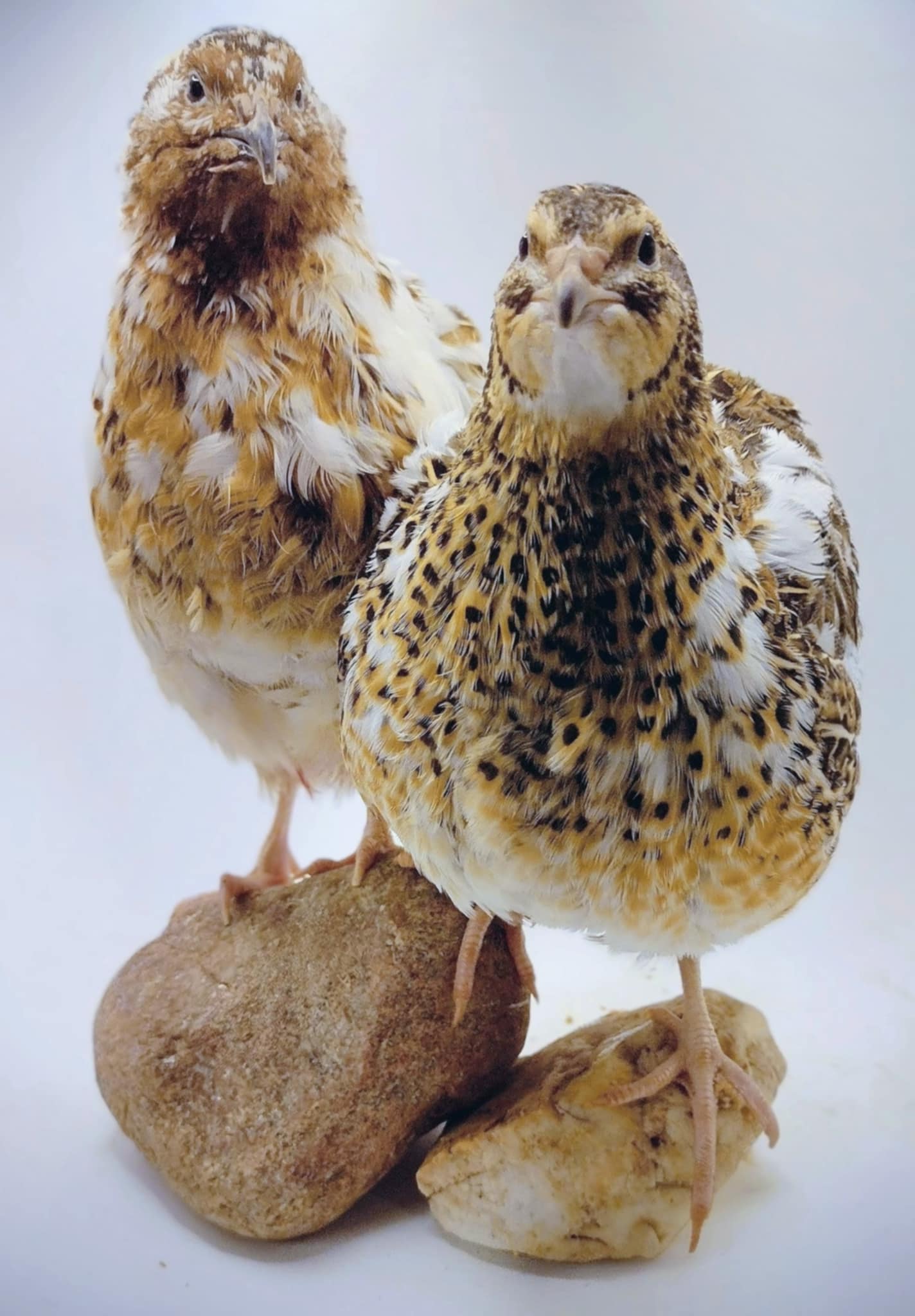 Feather Sexable Jumbo Mix- Wild, Italian and Egyptian Hatching Eggs