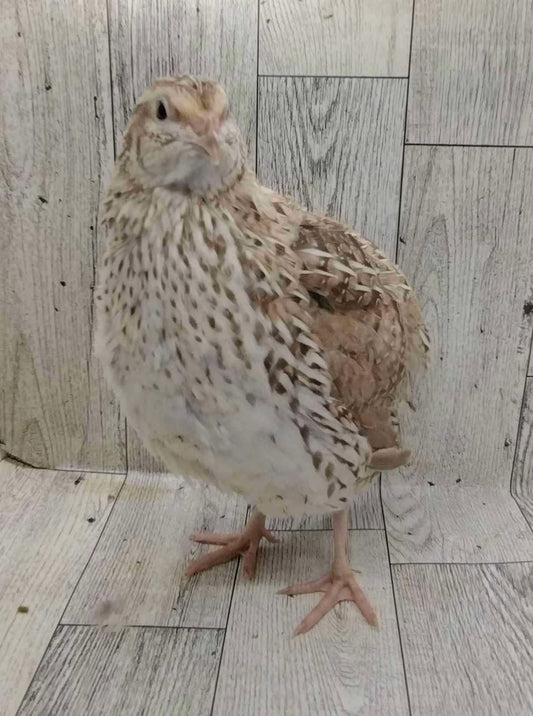 Celadon Color Variety hatching eggs