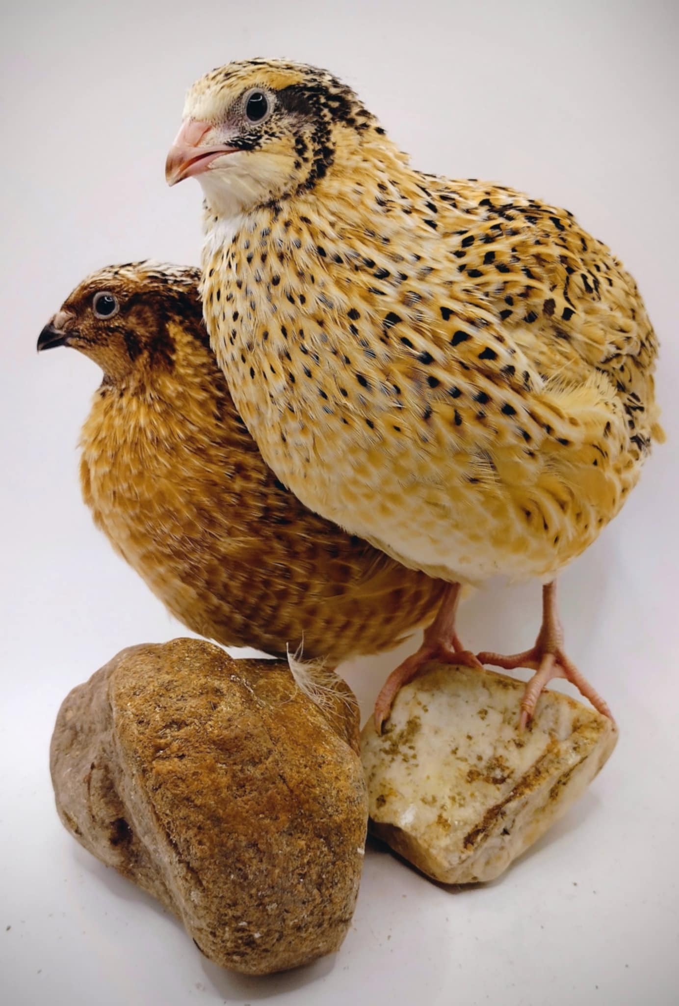 Jumbo Fawn- Italian/Manchurian Coturnix Hatching Eggs
