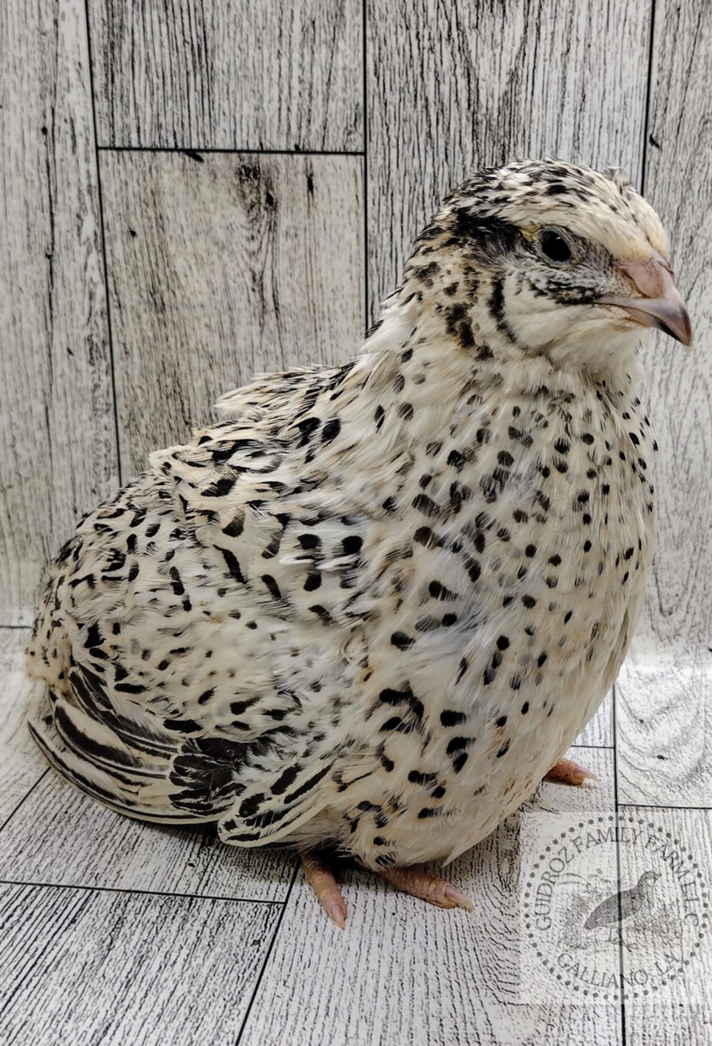 Pearl Fee Hatching Eggs