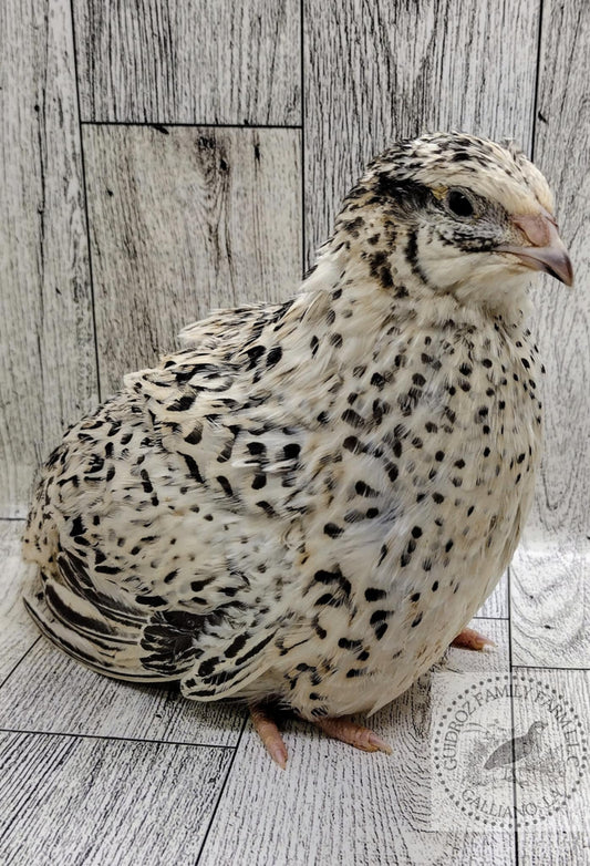 Pearl Fee Hatching Eggs