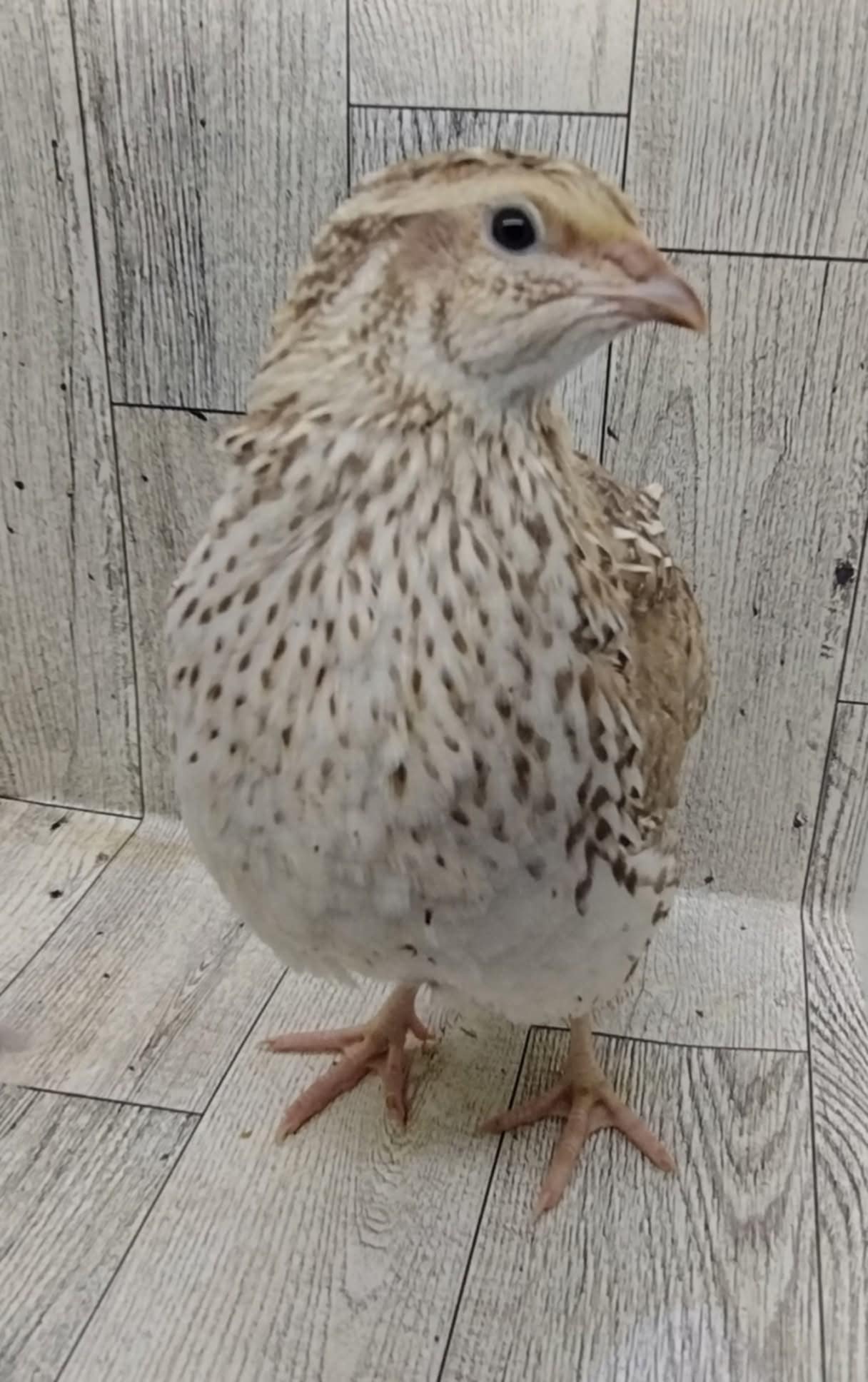 Hens Choice Special hatching eggs