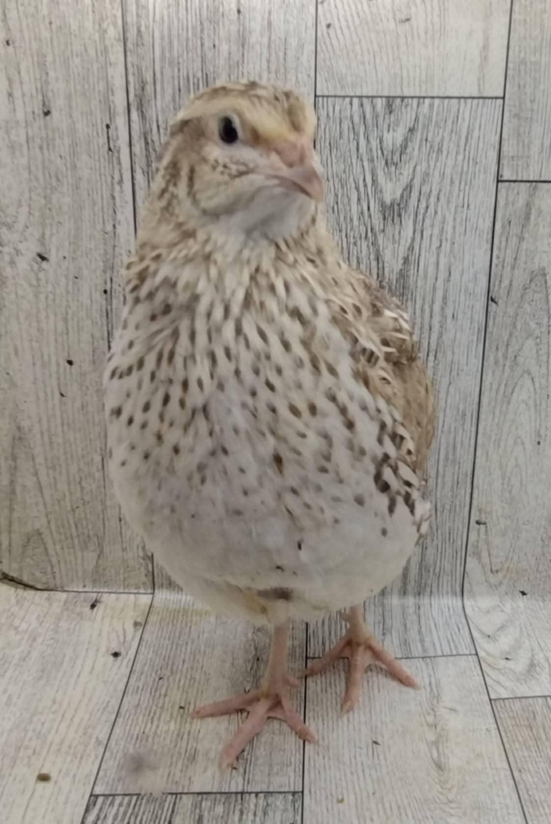 Hens Choice Special hatching eggs