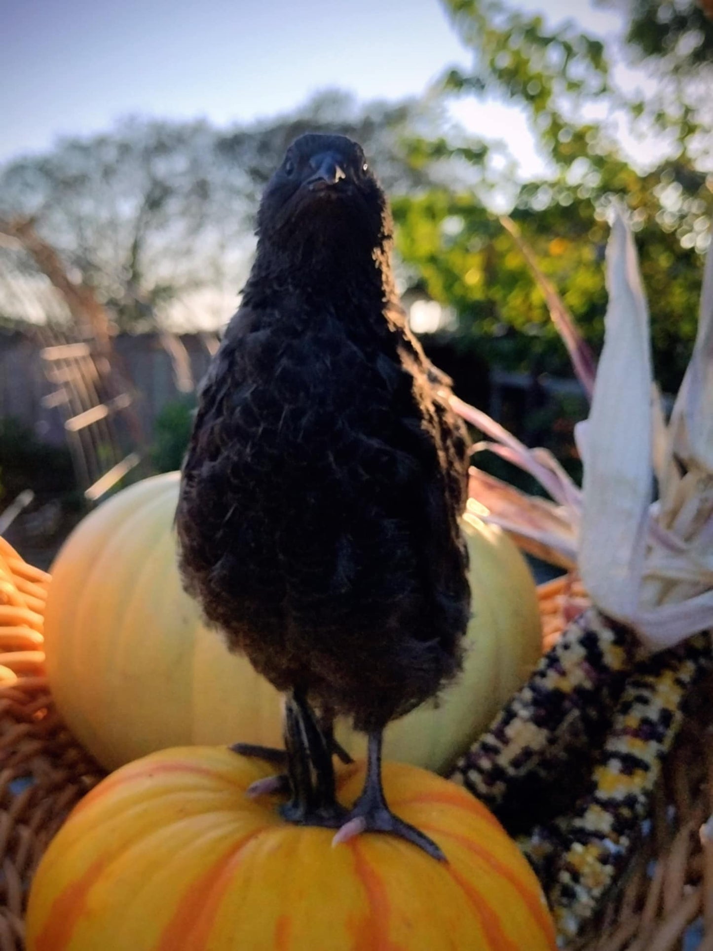 A fun mix of everything hatching eggs
