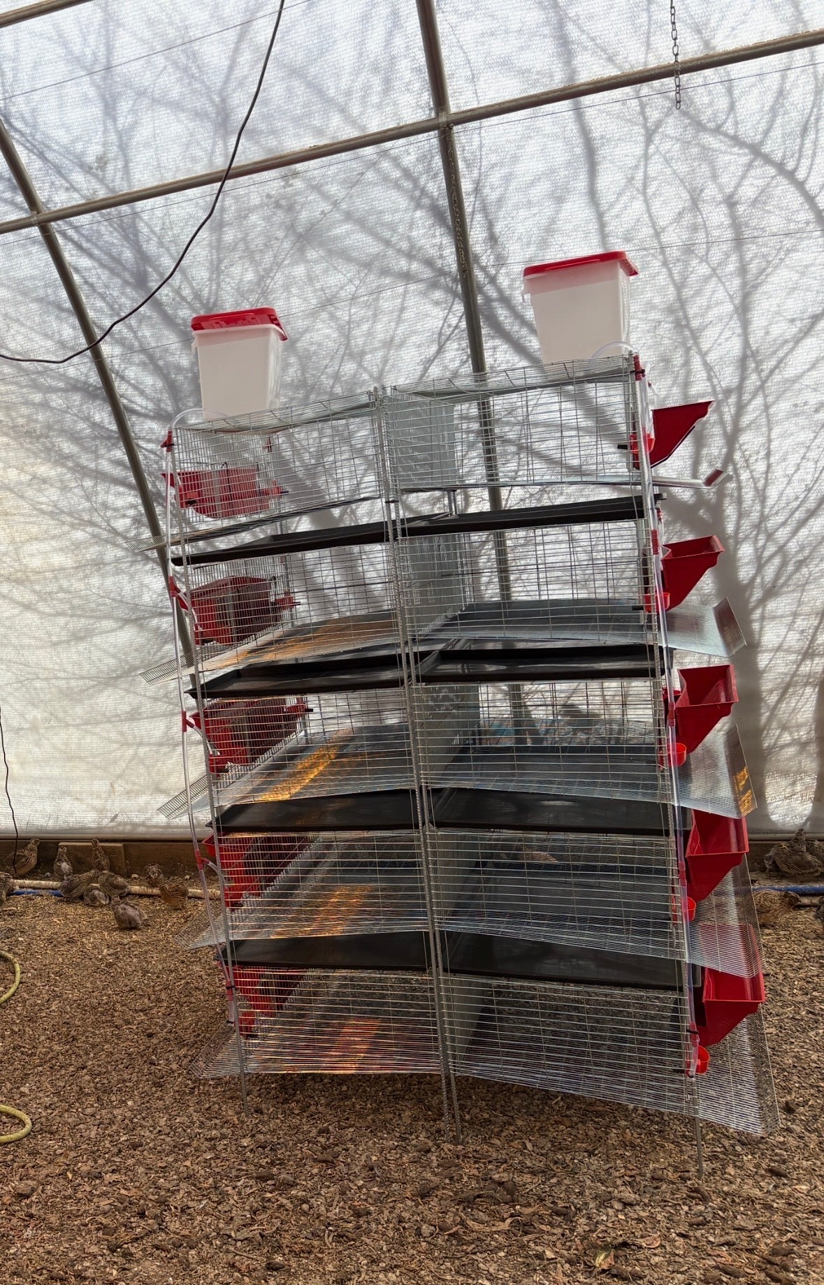 Stacking Cages for Quail