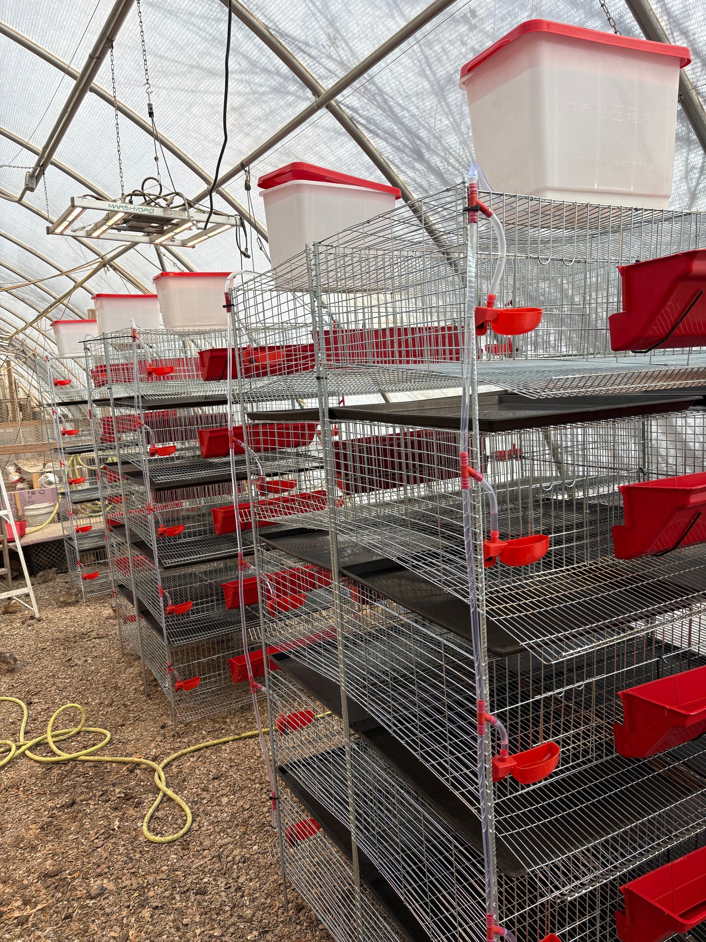 Stacking Cages for Quail