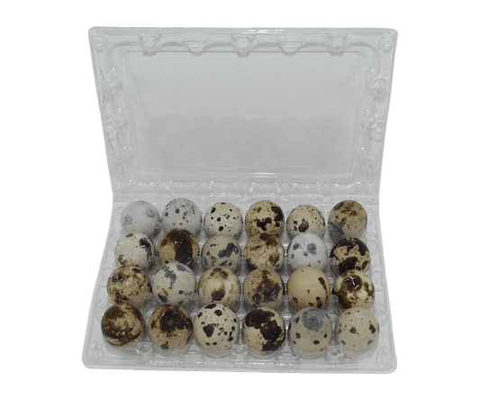 24-cell Jumbo Quail Egg Cartons (4x6)