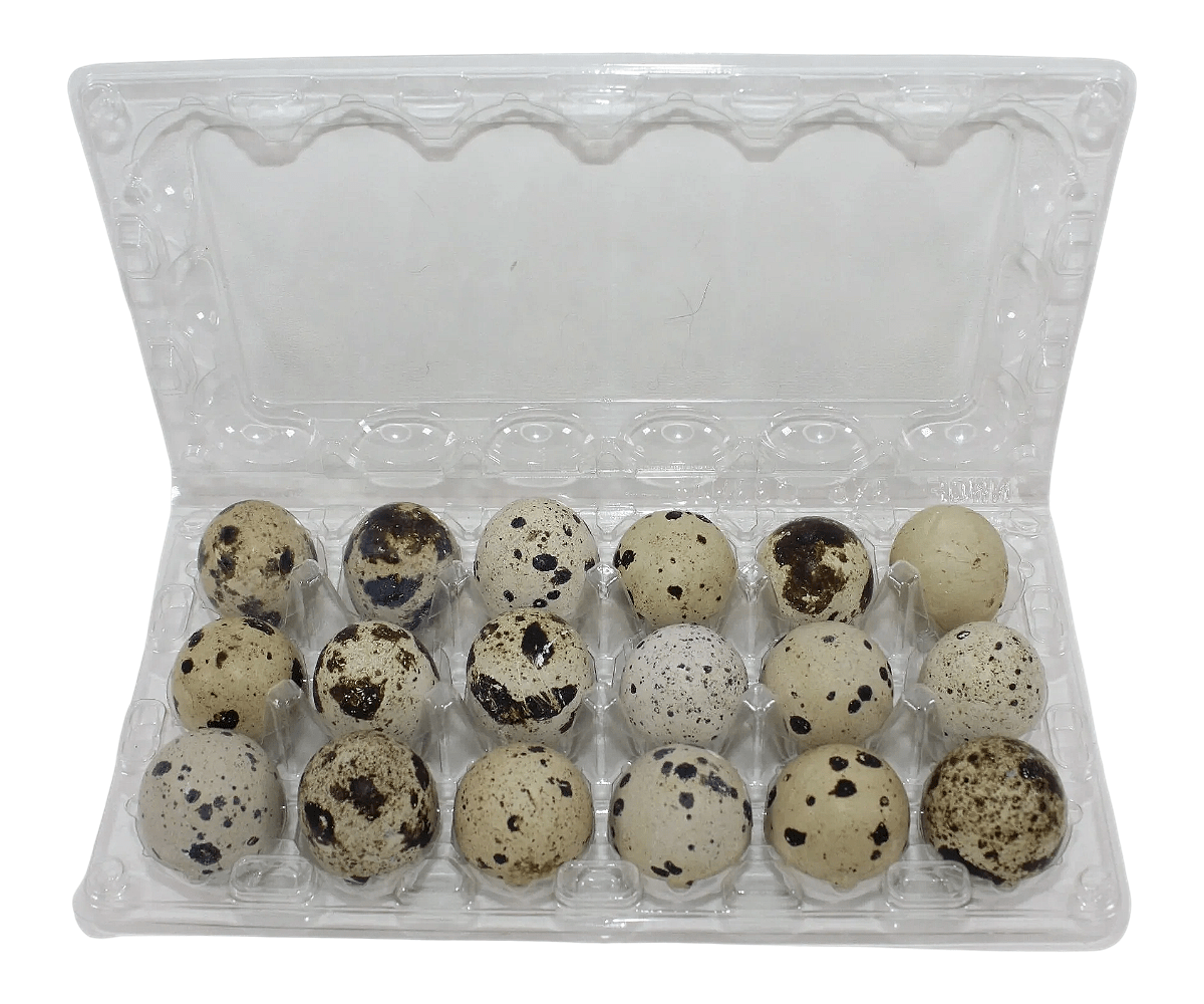 24-cell Large Jumbo Quail/Pigeon Egg Cartons (4x6)