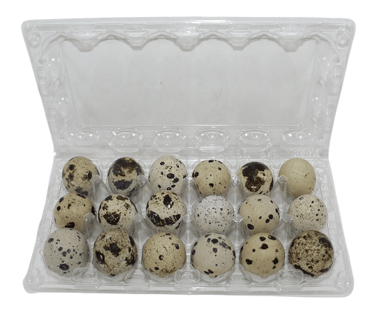 24-cell Large Jumbo Quail/Pigeon Egg Cartons (4x6)